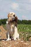LABRADOR 453